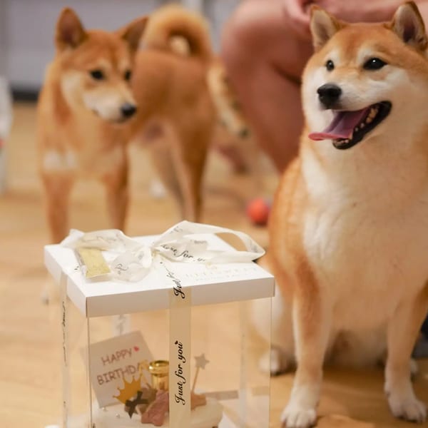 Two Shiba Inus stand near a clear box with a "Happy Birthday" card and dessert inside.