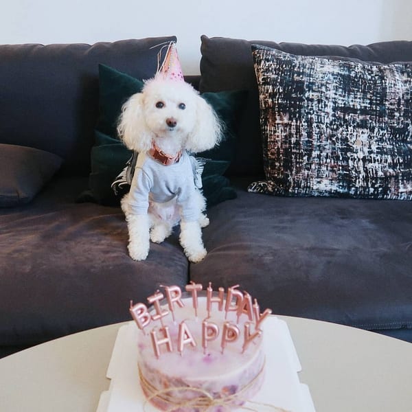 A white poodle wearing a party hat sits on a couch behind a Studio Multisweet birthday cake.