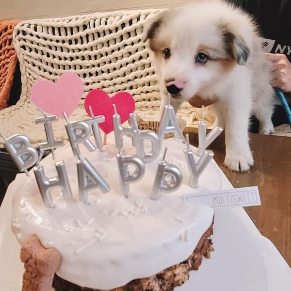 A fluffy white puppy looks at a Studio Multisweet birthday cake with "Happy Birthday" candles.