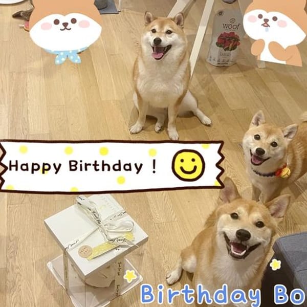 Three happy Shiba Inu dogs on a wooden floor with birthday decorations and gifts.
