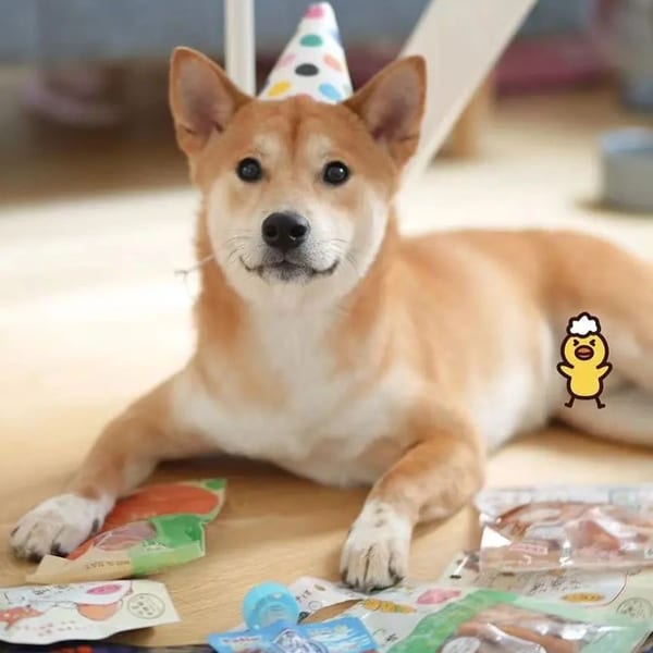 A Shiba Inu dog wearing a party hat, lying on a wooden floor surrounded by snack packages.