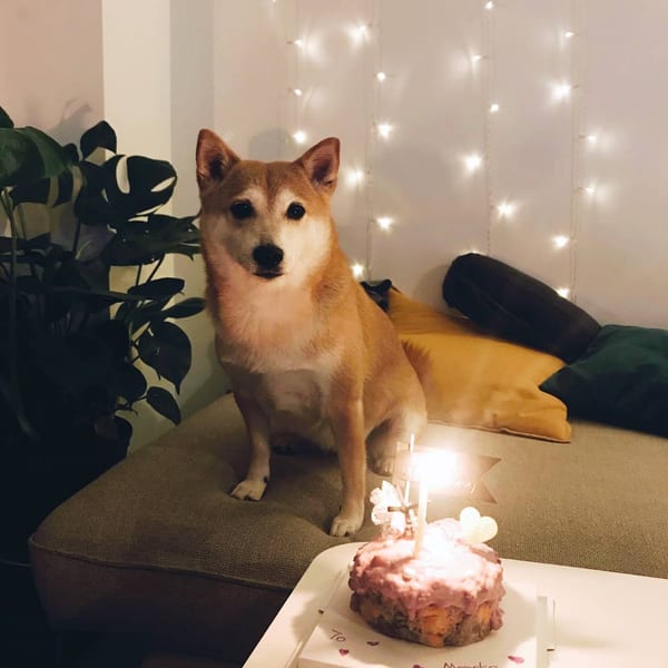 A Shiba Inu dog sits beside a lit birthday cake with fairy lights in the background.
