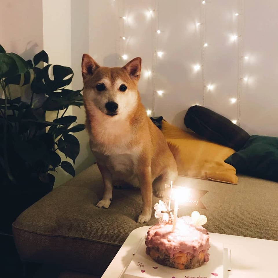 A Shiba Inu dog sits beside a lit birthday cake with fairy lights in the background.